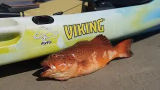Inshore Coral Trout Yeppoon