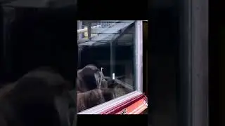 Watch This Gorilla's Reaction to a Mind-Blowing Magic Trick!
