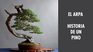 El Arpa. Historia de un pino.