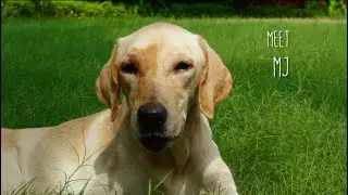 The Lost Pugmarks - a short documentary