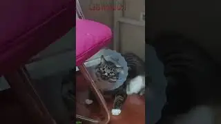 Cute Animals 🥰 funny cats compilation ❤️ # #1656
