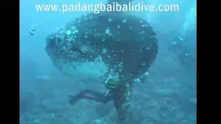 Hunting Mola-Mola (Moon Fish) by Padangbai Bali Dive