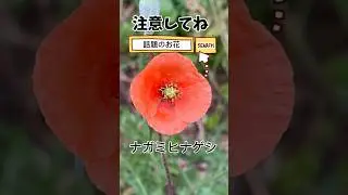 植物毒のある花　素手で触らないで！　話題の花　ナガミヒナゲシ#野に咲く花