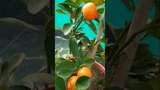 Mini Orange😲 #fruit #terracegardenindia