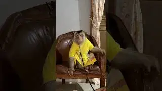 Beruk monyong takut sama beruk bastian!! #lucu #animal #funny