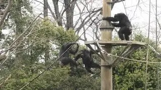 Upset Decky    Sakura vs. Mikan   怒ったデッキー　　　サクラとミカンのケンカ　Chimpanzee  Tama Zoological Park
