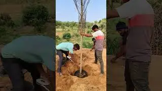 Terminalia-mantaly-variegata plant @Neelkamal nursery Jaipur Rajasthan India mo- 9351409212