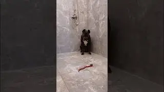 #italianmastiff #guarddog  #dogtraining  #doglover#bigdog  #protectiondog  #familydog  #dogoftheday