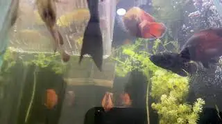 Zayquatic fish world is live #arowana #aquarium #aquascape #viral #fishshorts #trending #shorts #fyp
