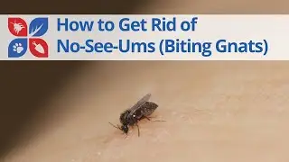 How to Get Rid of No-see-ums (Biting Flies or Midges) | DoMyOwn.com