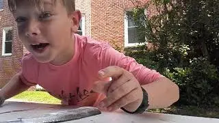 How to clean a ribbon fish