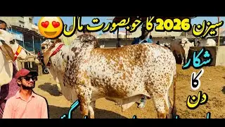 What's REALLY Going On in Malir Mandi😍Explore Karachi's Malir Cow Mandi 2026 LIKE NEVER BEFORE