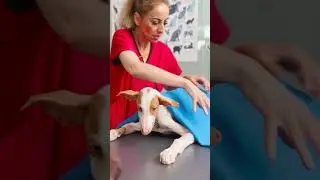 We are saving this adorable puppy! ❤️&zwj;🩹