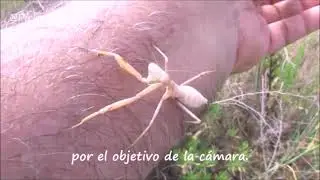 NIFAS DE S VIRIDIS, PARQUE DEL MAR, ALICANTE es