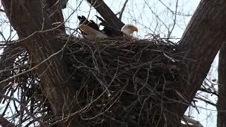 Report Bald Eagle Nests - NDGNF