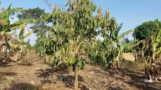 This Avocado Tree gave me sleepless nights, it was just drying