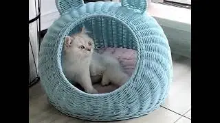Hot selling wicker pet cat house in summer