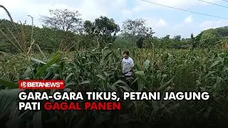 Petani Jagung di Wukirsari Pati Gagal Panen Gegara Tikus