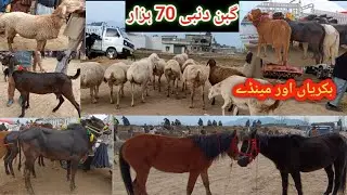 Desi gudiya/gaban duniya 70000 rupaye mein/Manday, gaban bakriyan/qurbani ke bail saste rate per