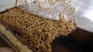 Melipona! The Smallest Bee in the world! Amazing Thailand Beehive tour Chanthaburi