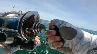 Gag Grouper Bent My Hook