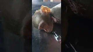 CUTE MONKEY SLEEPING❤️🐒🤗☺️🙏#shorts #viral #hanuman #ramayan #ram #monkey #bhakti #om #youtubeshorts