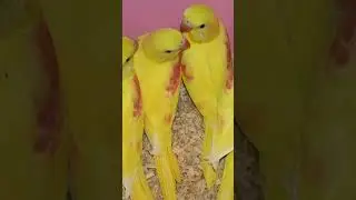 &ldquo;A bright yellow parrot sitting on ground branch, colorful feathers, natural background,