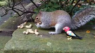 DigiBird meets some squirrels. Part 1.