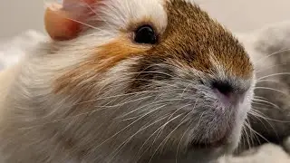 Grumpy Guinea Pig Teeth Chatters At Me