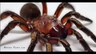 Golden Trapdoor Spider, Euoplos Sp. DEEP LOOK inside BURROW