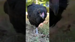 Miss Huntress, The Black Ameraucana Chicken @TheCuddlyRoosterFarms  #blackchicken #hen #shorts