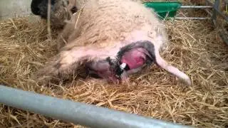 Valais black nose sheep being born