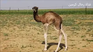 زراعة الذره والدخن ومناظر الطبيعه في قبيلة زهران بناوان -تصوير عبدالله مراد