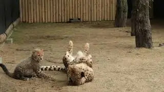チーター親子　授乳タイム
