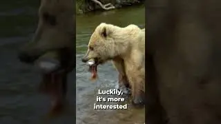 GRIZZLY BEAR steals fish from fishing line | River Monsters #shorts #fishing #rivermonsters