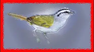 Black Striped Sparrow Song, Black Striped Sparrow Call, Bird Sound, Chirp - Arremonops Conirostris