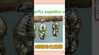 蝴蝶的幼虫期 蝴蝶视频20250424#昆虫 #中国历史文化 #屋顶花园 #英语学习 #摄影 #蝴蝶