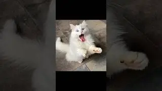 videos for cats 😺 #ytshorts #shortsfeed #shorts #trendingshorts #youtubeshort #virelshirts #viral