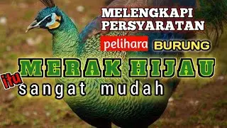 Berkunjung ke penangkar merak hijau pertama di JATENG