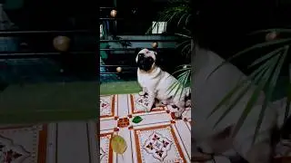 #pug #puppy #youtubeus #trending #short #rocky #video