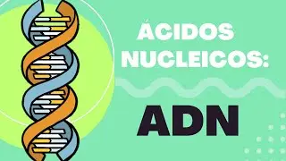 ¿Qué es el ADN? | Estructuras del ADN, Función y Propiedades 🧬