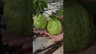 H&aacute;i ổi ngon   #sacmaucuocsong #guava  #reddiamondguava #fruit
