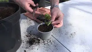 EP103 - How to take cuttings from your hanging basket #5minutefriday