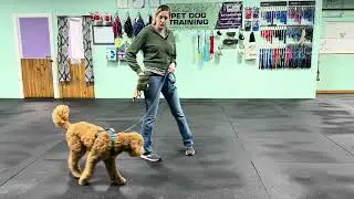 Bernie - Loose Leash Walking Information, Tips and Leash Pressure