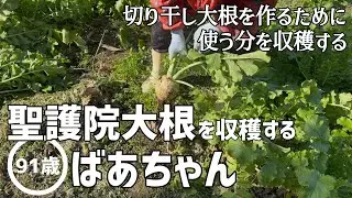 【畑仕事】切り干し大根を作る用の聖護院大根を収穫する91歳のばあちゃん【田舎暮らし】