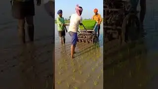 Planting paddy with precision in Indian farms for higher yield #farming #paddy #agriculture