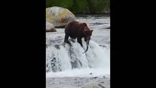 Only one bear in the Brooks Falls that day. #grizzlybear #bear #wildlife