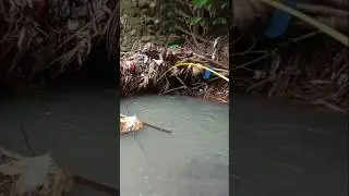 strike pake Oregon senangin vs cakul #fishing #microfhising #mancing