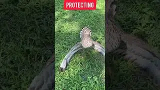 thick knee protecting eggs