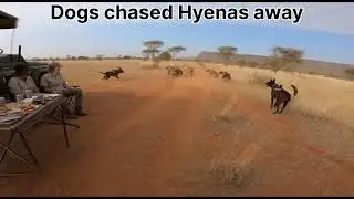 My dogs chased away hyenas at our camp